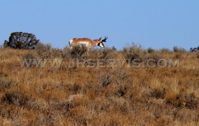 Pronghorn Buck.jpg